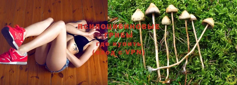 сколько стоит  Апатиты  Галлюциногенные грибы Psilocybe 